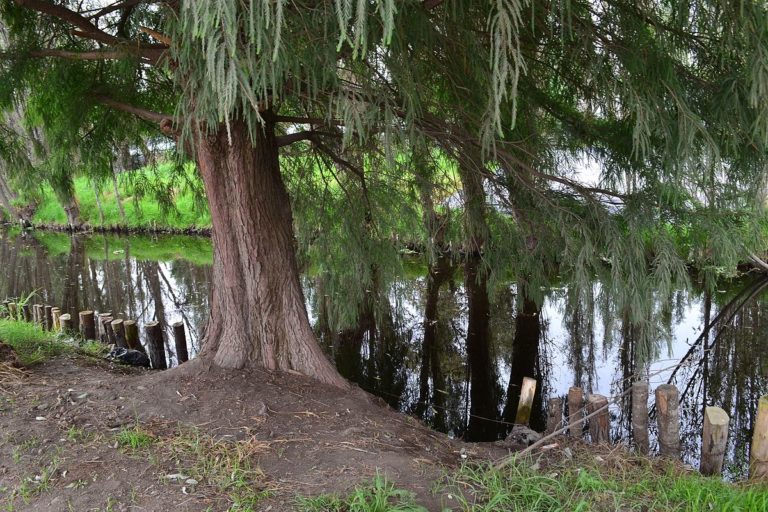 AHUEHUETE, TODO SOBRE ESTE ÁRBOL ORIGINARIO DE MÉXICO