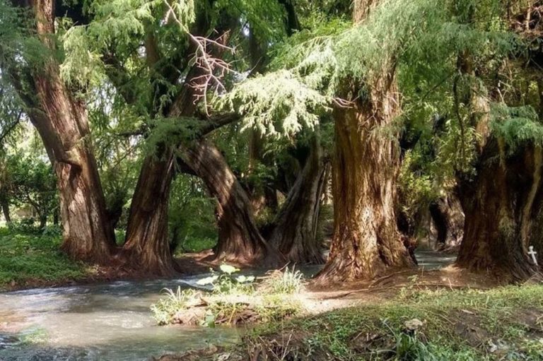 Ahuehute Tree AHUEHUETE, TODO SOBRE ESTE ÁRBOL ORIGINARIO DE MÉXICO