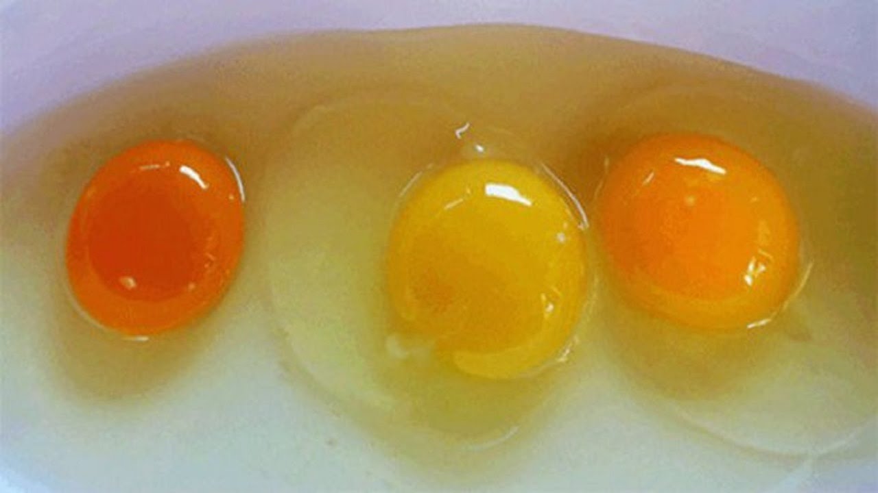 Huevos de aves comestibles