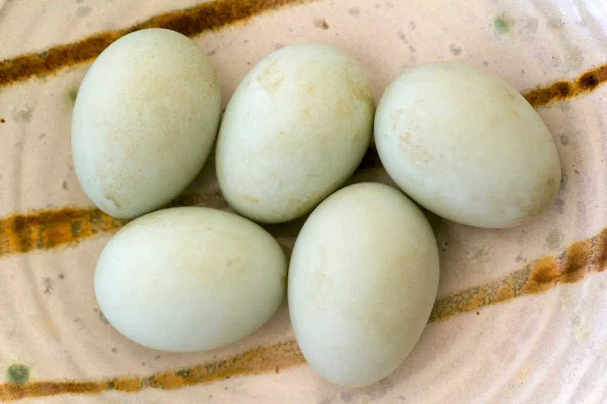 Huevos de aves comestibles